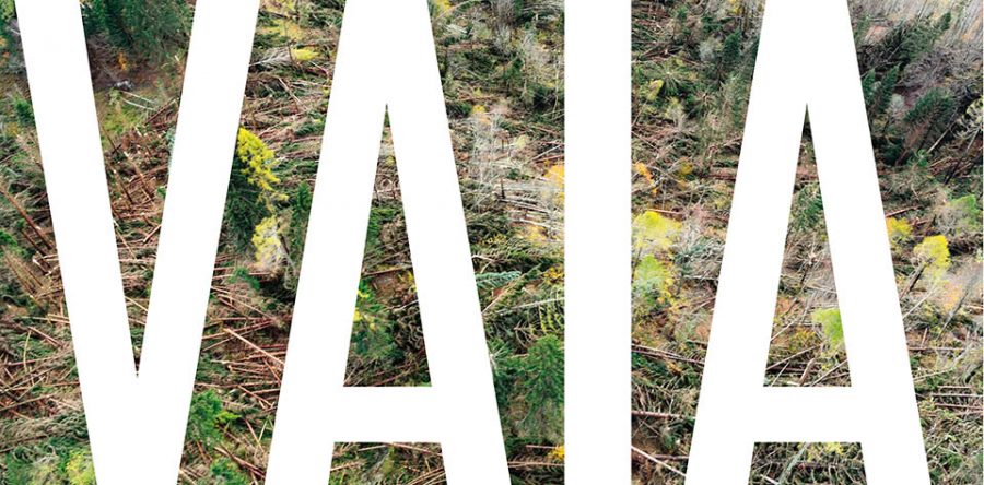 Legnolandia partecipa a Ecocasa Sostenibile 2019 con la valorizzazione del legname dalla tempesta Vaia